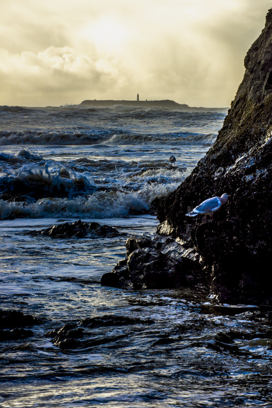 Glaucous-winged gull perched on coastal rocks with Destruction Island lighthouse in stormy background